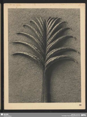 Pterocarya fraxinifolia - Nußbaumgewächs - Junges Blatt (12mal vergrößert)
