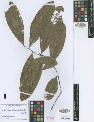 Placodiscus glandulosus Radlk. [syntype]