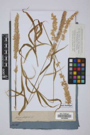 Melica altissima L.