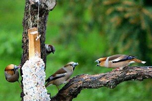 Birds and People - Ganz verrückt auf Vögel