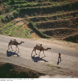 Syrien: Krak des Chevaliers
