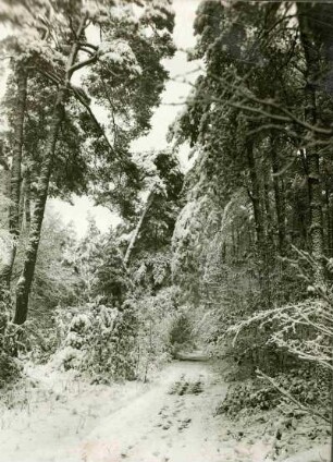 Winterwald