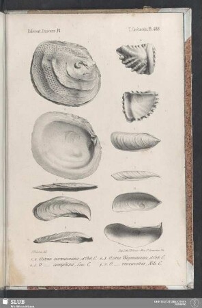 Pl. 488