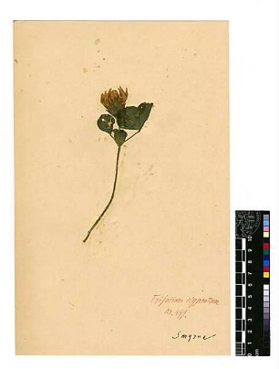Leguminosae Trifolium clypeatum Linné, Carl von (1707 - 1778) [Smyrna]