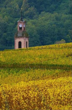 Frankreich. Alsace. Haut Rhin. Riquewihr. Kirche und Weinfeld