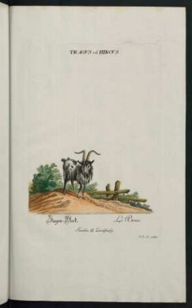 Tragus vel. Hircus. Ziegen-Bock. Le Boue. Familia II. Zweyhufig