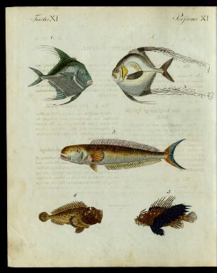 Ostindische Fische.