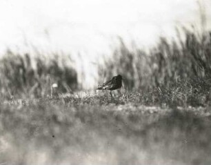 Kampfläufer (Philomachus pugnax L.). Männchen im Brutgebiet