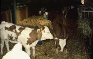 Fotografie: Haltungssystem, Kalb, Gruppenhaltung, Tieflaufstall, Einstreu, Halsbandtransponder