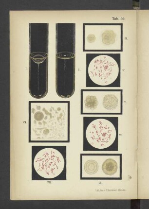 Tab. 55 Vibrio danubicus Heider, Vibrio berolinensis Rubner, Vibrio aquatilis Günther