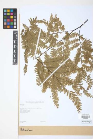 Adiantum