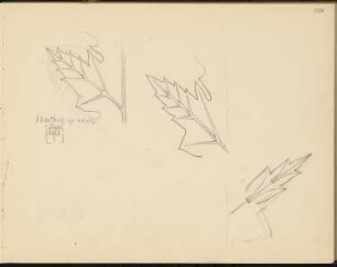 Skizzenbuch 2: Ornamentstudien, Akanthus spinosus [Kugeldistel]