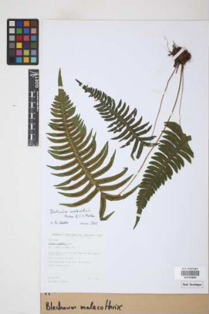 Blechnum malacothrix Maxon & C.V. Morton