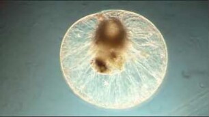 Noctiluca scintillans Helgoland 2019