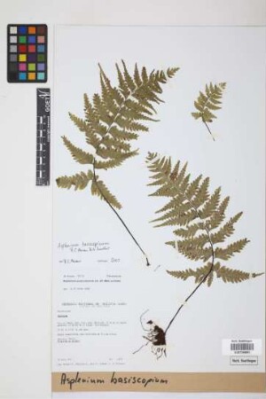 Asplenium basiscopicum R.C.Moran & Sundue