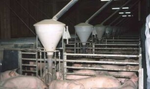 Fotografie: Fütterungstechnik, Rohrbreiautomat, Mastschwein