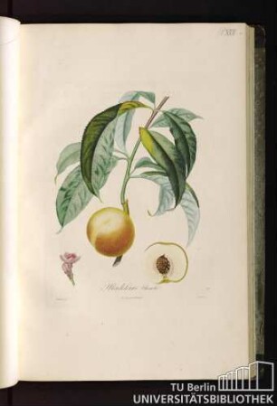 Pl. XVII. Madeleine blanche.