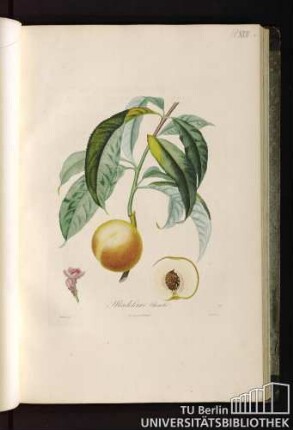 Pl. XVII. Madeleine blanche.