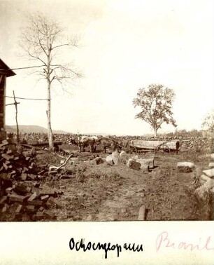 Ochsengespann