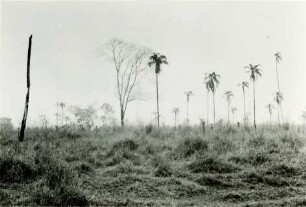 Vegetation mit Brandschäden rechts der Straße von Guaraci nach Icém : 9,24 km von Guaraci entfernt