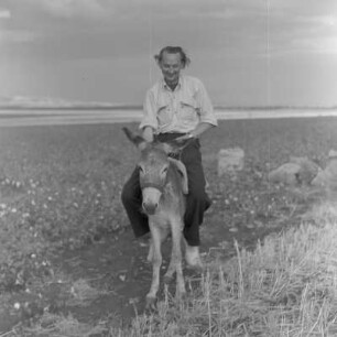 Baumwollernte auf den Feldern der Landwirtschaftlichen Produktionsgenossenschaft in Usundshowo. Erich Rinka auf dem Rücken eines Esels