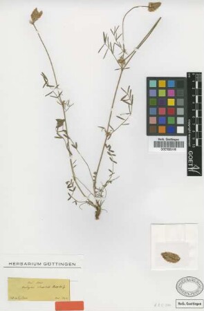 Onobrychis ebenoides Boiss. & Spruner [type]
