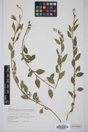 Oenothera rosea Aiton