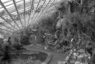 Botanischer Garten. Gewächshaus