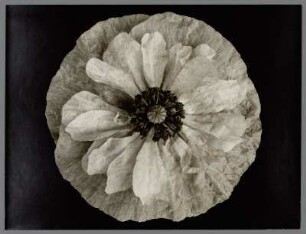 Mohn, Blütenstand (Papaver somniferum)