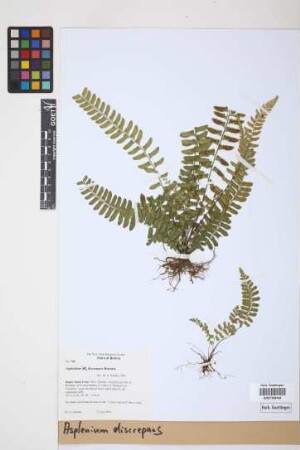 Asplenium discrepans Rosenst.