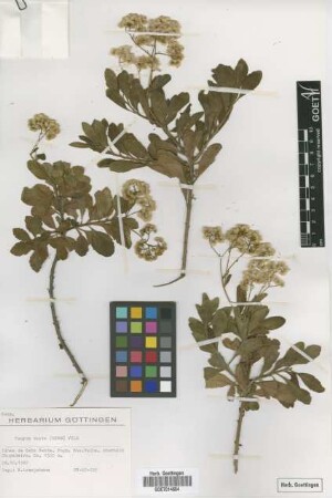 Conyza varia (Webb) Wild
