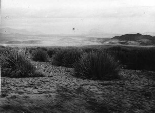 Milchbüsche i.d. Namib