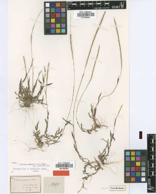 Perotis glabrata Steud. [isotype]