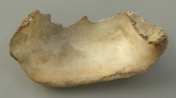 Shell (fragment)