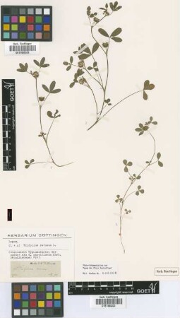 Trifolium parviflorum Ehrh. [type]