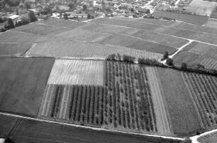Dattingen: Weinanbaugebiet bei Dattingen