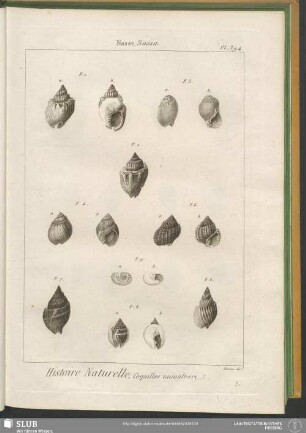 Pl. 394. Nasse. Nassa