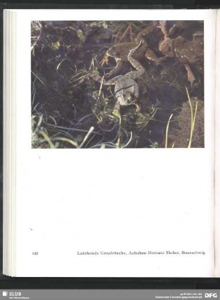 Laichende Grasfrösche