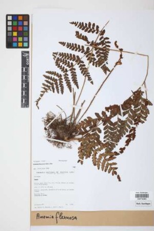 Anemia flexuosa (Sav.) Sw.