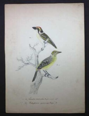 Afrikanische Bartvögel, Laimodon diadematus, Trachyphonus squamiceps (Heuglin, 1861)