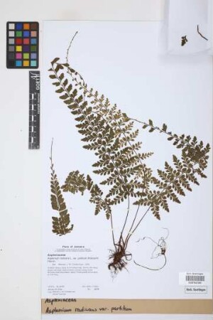 Asplenium radicans var. partitum (Klotzsch) Hieron.