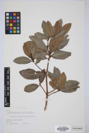 Heberdenia bahamensis Sprague