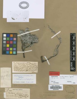 Heliotropium imbricatum Griseb. [holotype]