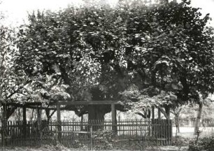 Etzdorf-Gersdorf. Schlosslinde (Tilia sp.). Geköpfter, breitästiger Baum mit Stützgerüst