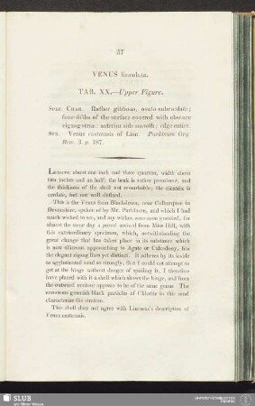 Venus lineolata. Tab. XX. - Upper Figure