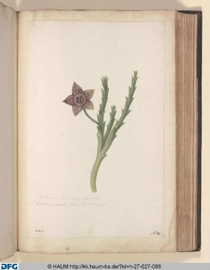 Aselepius Africana, airooides. S. Tritillaria erassa, Promontorii bonae spei.