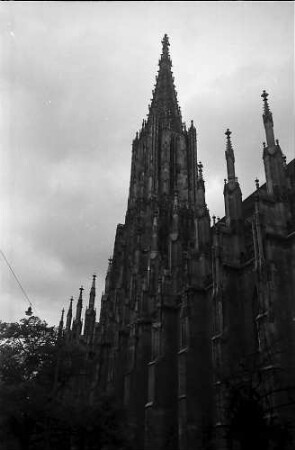 Ulm: Münsterturm durch die Bäume gesehen