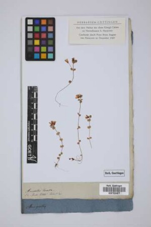 Anagallis tenella