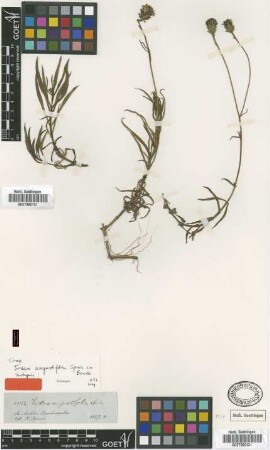Tridax angustifolia Spruce ex Benth. [isotype]
