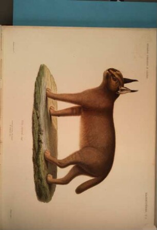Exploration Scientifique De L'Algérie Pendant Les Années 1840, 1841, 1842, 7